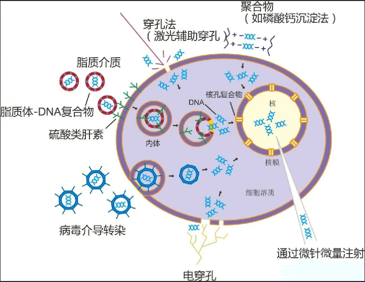 <strong>细胞转染</strong>