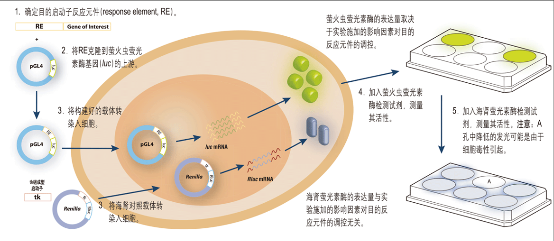 荧光素酶报告检测实验