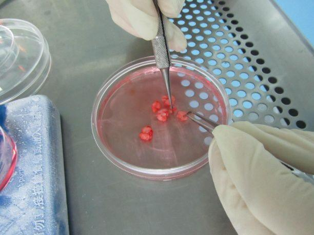 <strong>原代细胞分离与鉴定</strong>