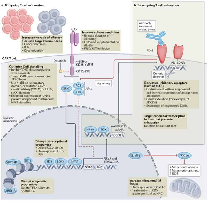 免疫细胞活化与耗竭