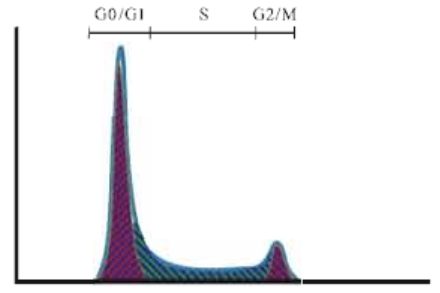 细胞周期/凋亡流式检测