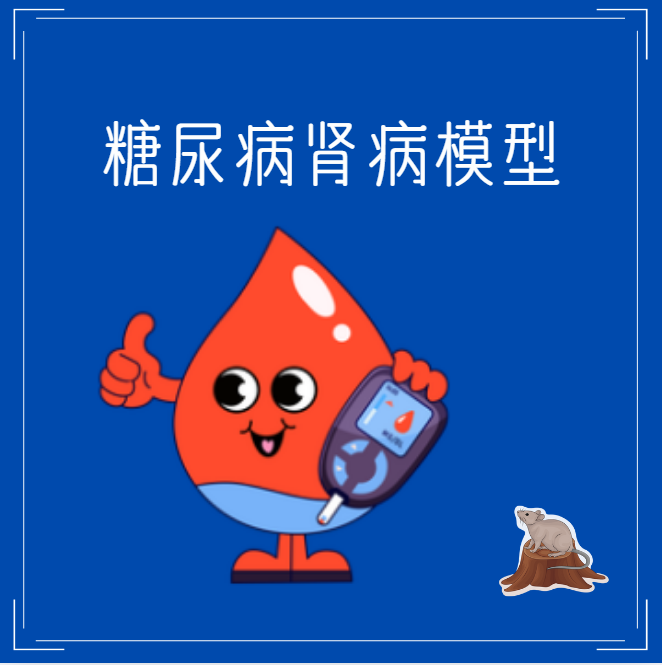 糖尿病肾病模型
